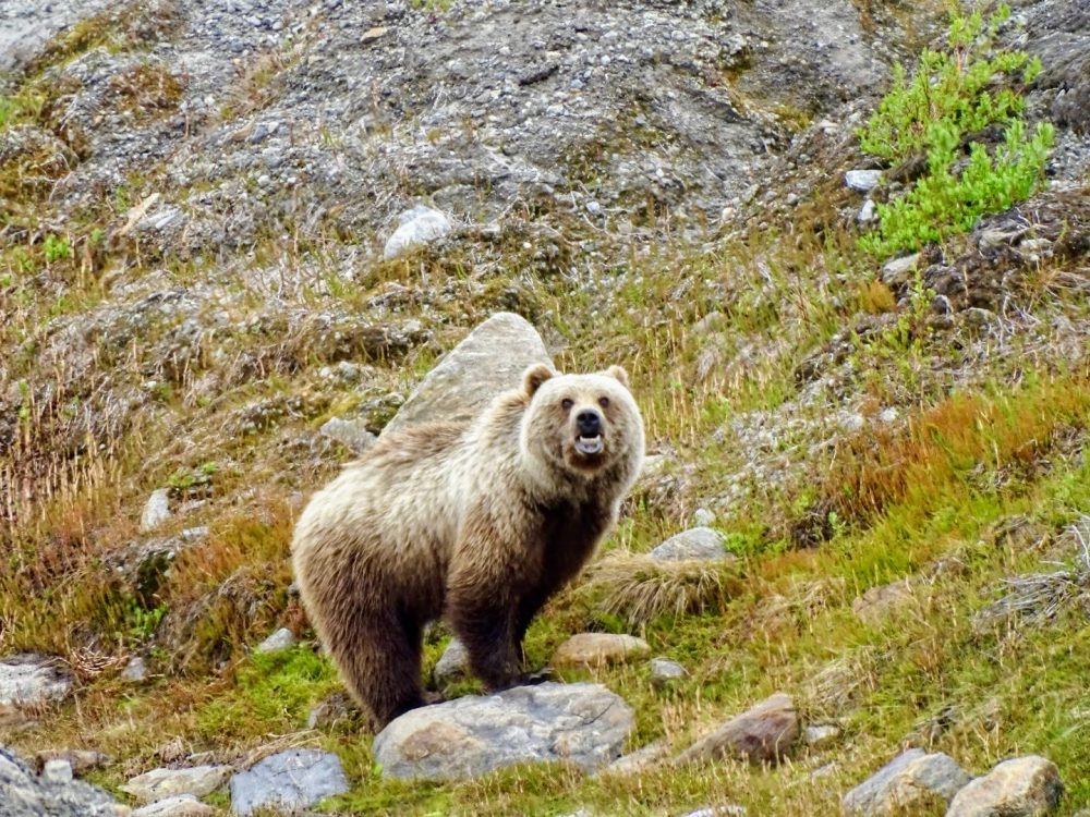 alaskan grizzly bear