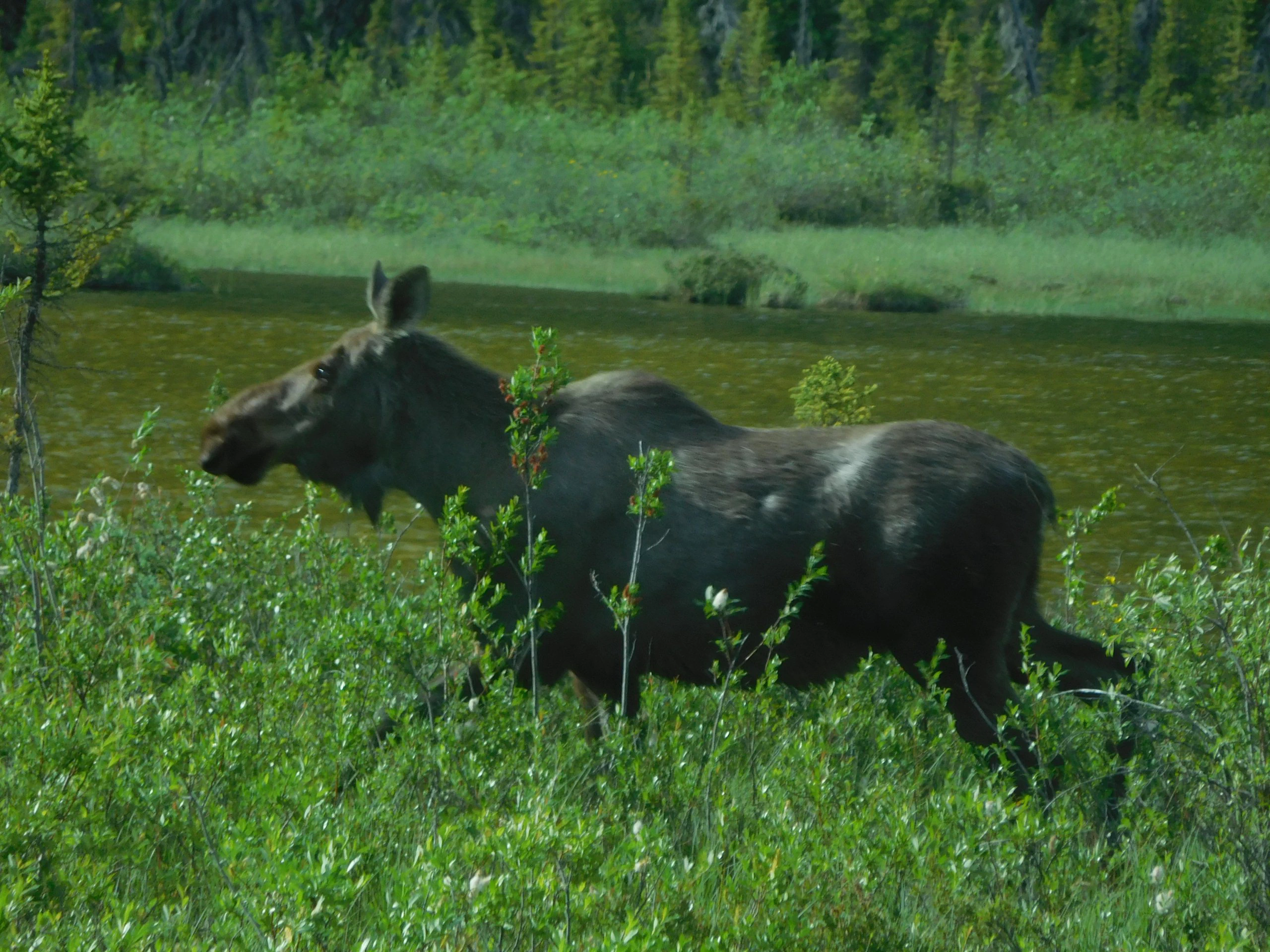 Alaskan moose in thick greenery