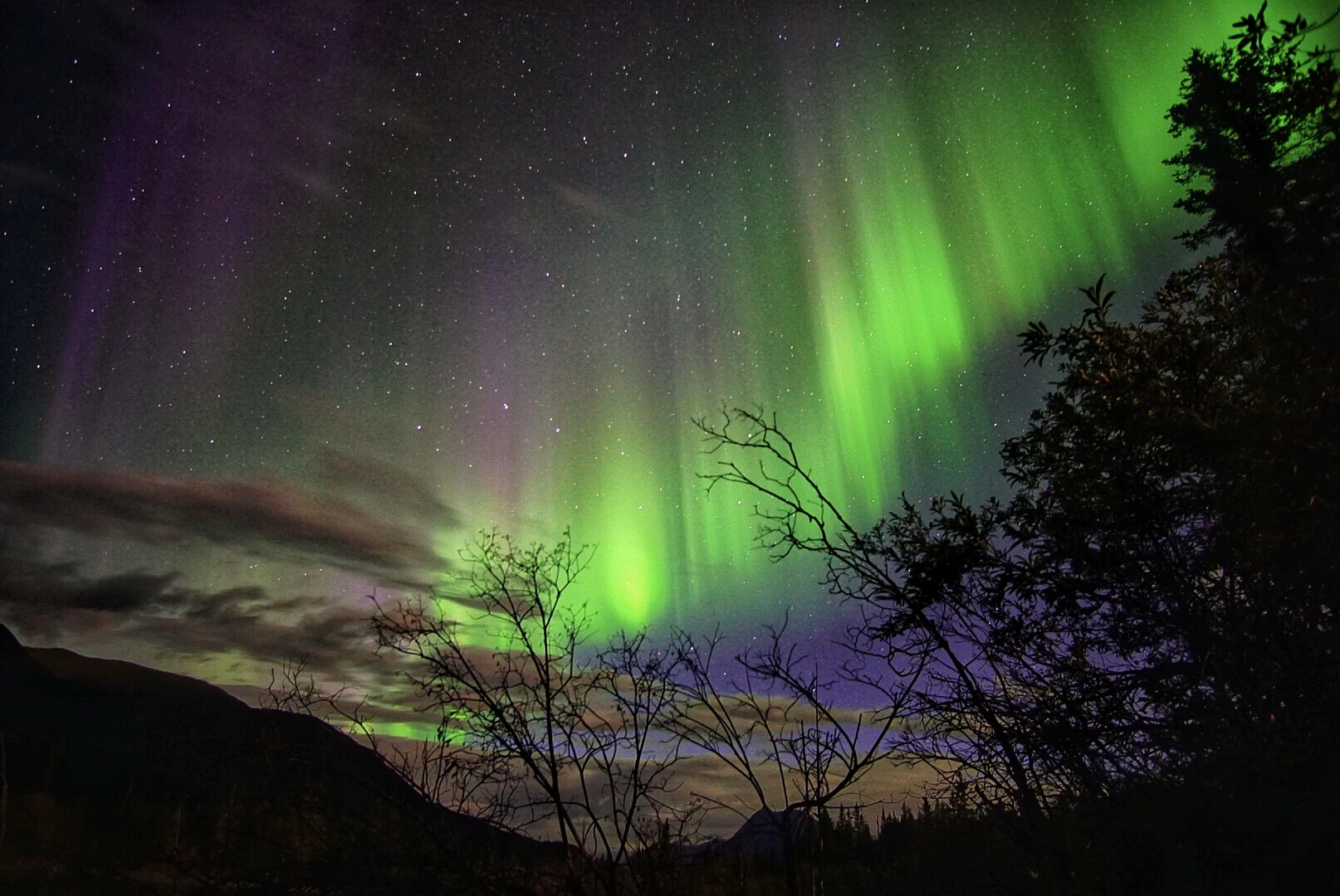 Norther lights over brushy trees