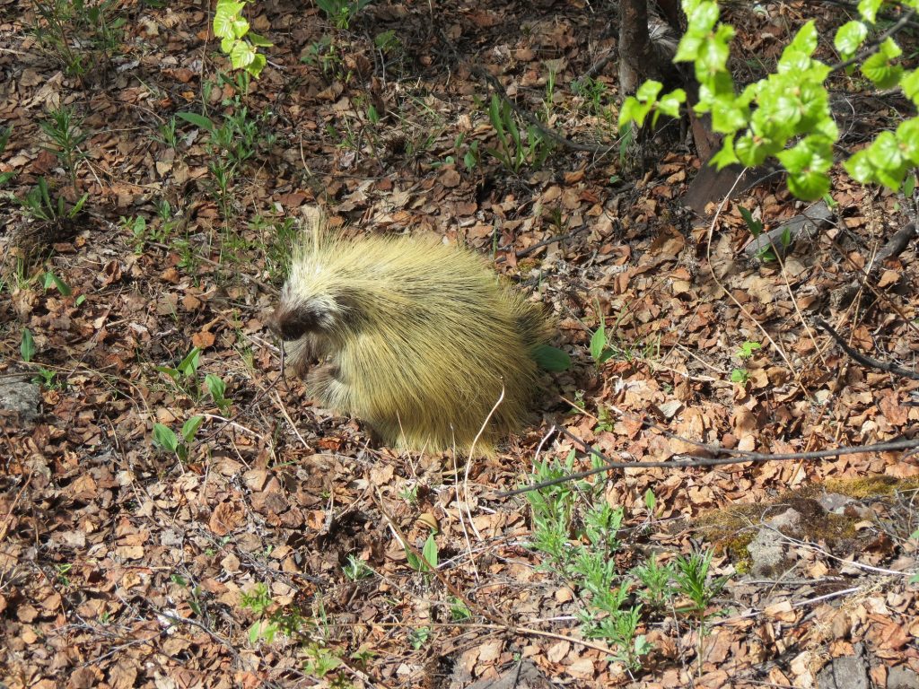 A porcupine in the fall leaves
