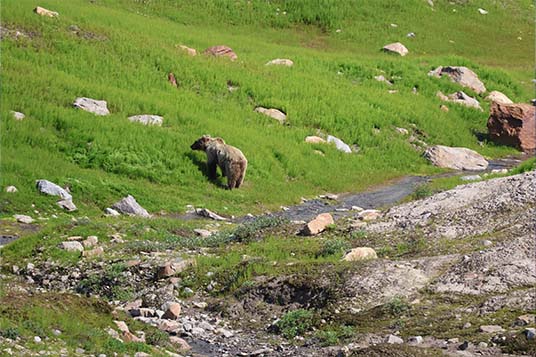 A grizzly bear starts up a grassy slope