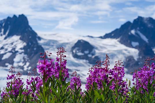 Bright pink fireweed in front a glaciated mountain