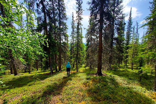 A person is walking through the tundra and tall trees