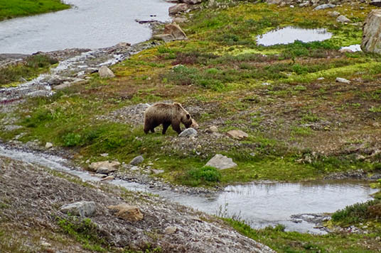 A grizzly bear in the tundra of Wrangell - St. Elias National Park