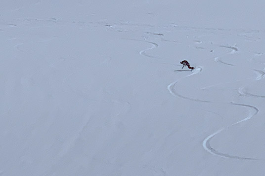 A splitboarder carving turns on a wide open slope