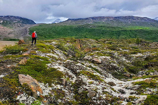 A hiker walks along a tundra meadow