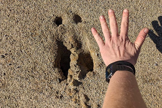 A human hand for reference next to a big moose print in the sand