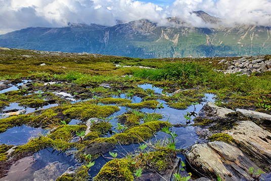 Clear water reflects blue skies in a green meadow