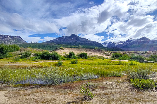 A serene scene of grass and bushes in front of a tall mountain
