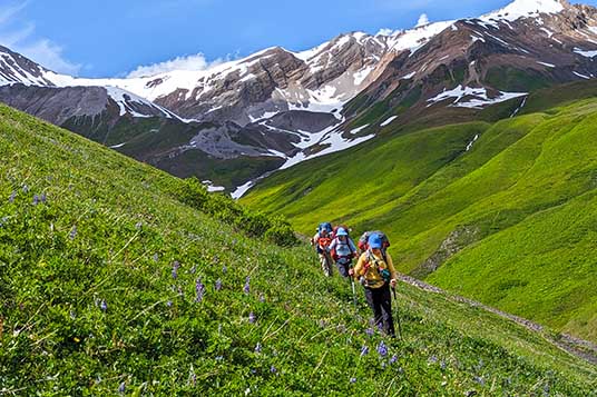 Backpackers move trough a brushy sidehill