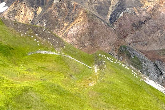A herd of sheep on a grassy slope seen from above