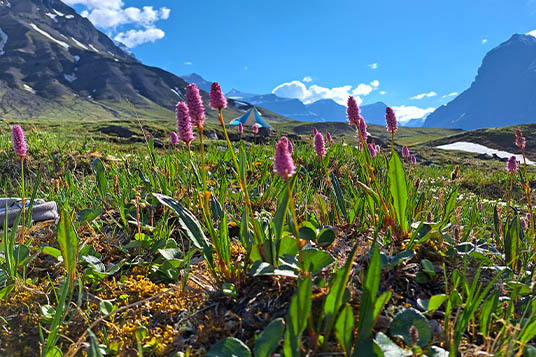Pink flowers in Alaskan tundra