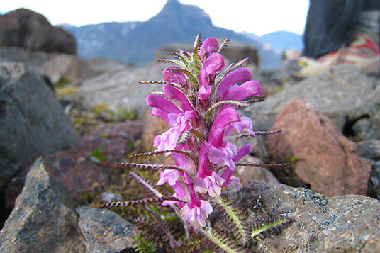 Wooly lousewort