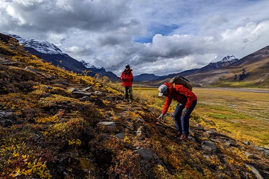 Hikers pick blueberries in Alaskan autumn