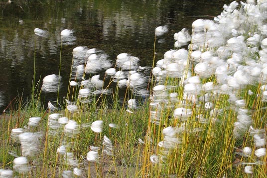 Alaskan Cotton flowers