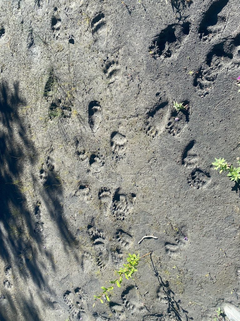 Bear tracks on river bar